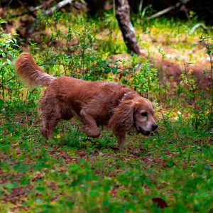 Perro cazador